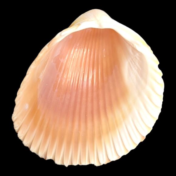 Lot 9 Atlantic Giant Cockle Shells Dinocardium Vobustum Nautical Seashells Beach - Picture 5 of 16